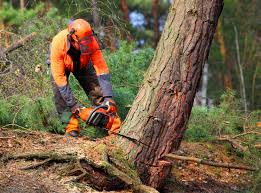 Seasonal Cleanup (Spring/Fall) in Burnsville, NC